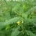 紫花苕种子四季野豌豆毛苕子园林绿肥果林绿肥草籽箭舌豌豆种子