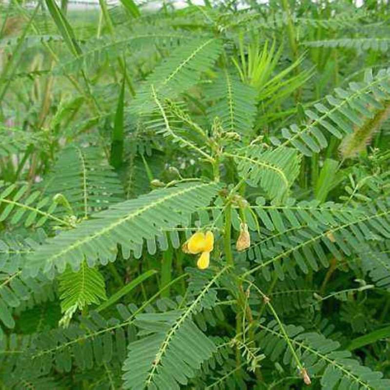 紫花苕种子四季野豌豆毛苕子园林绿肥果林绿肥草籽箭舌豌豆种子