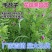 紫花苕种子四季野豌豆毛苕子园林绿肥果林绿肥草籽箭舌豌豆种子