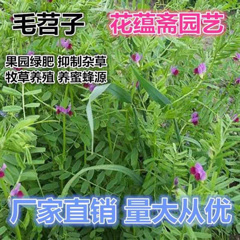 紫花苕种子四季野豌豆毛苕子园林绿肥果林绿肥草籽箭舌豌豆种子