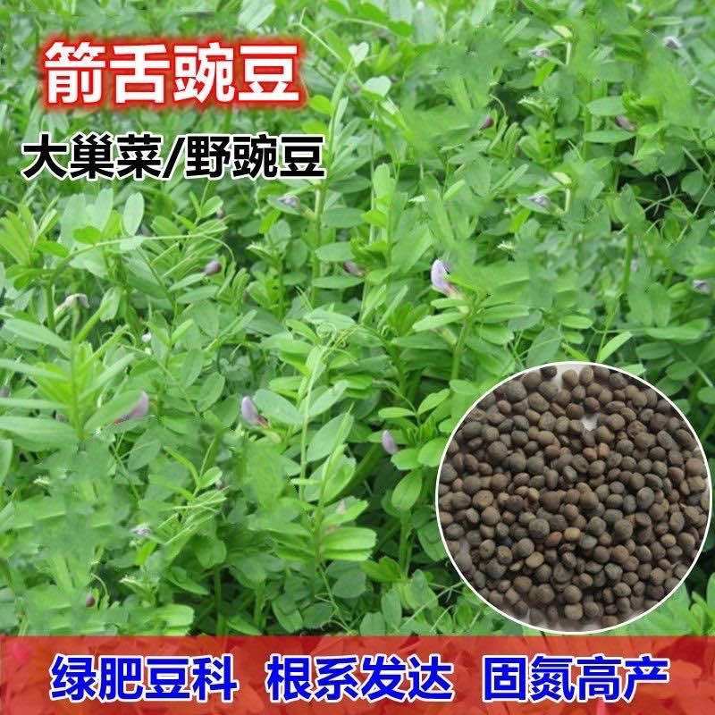 箭筈豌豆种子牧草饲草耐热耐旱绿肥种子观赏绿化护边大巢菜草种籽