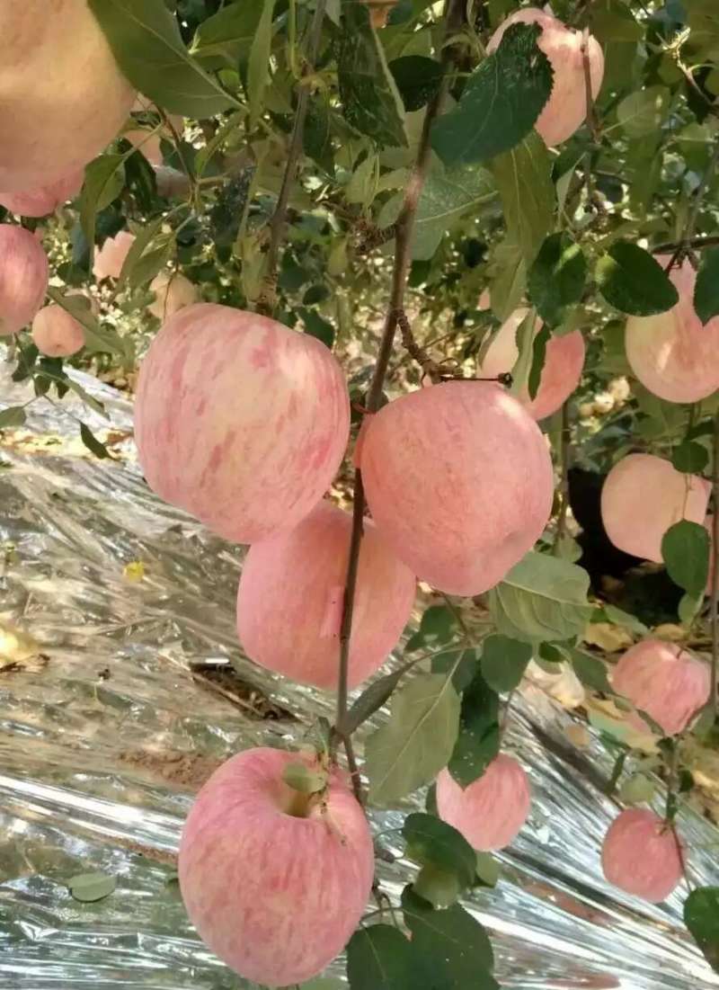 栖霞富士苹果