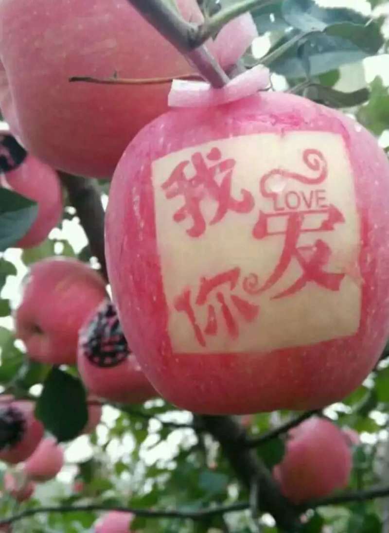 栖霞富士苹果