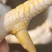 两年的活禽公鸡