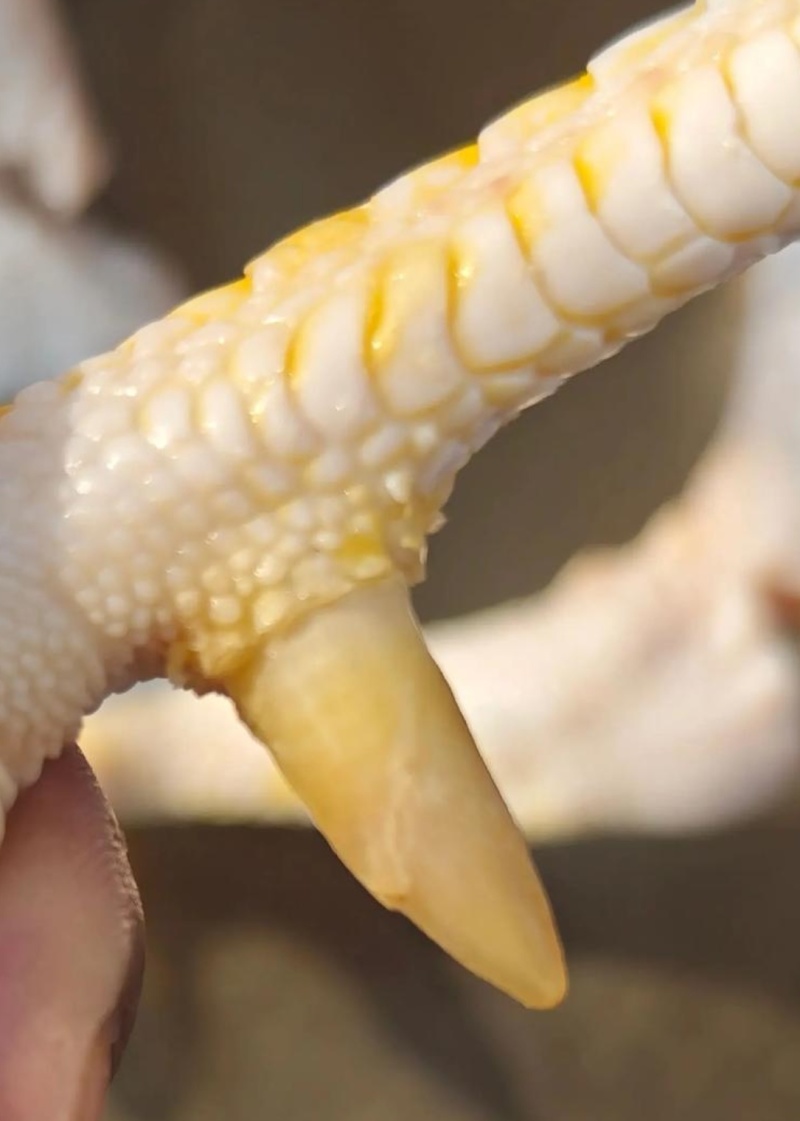 两年的活禽公鸡