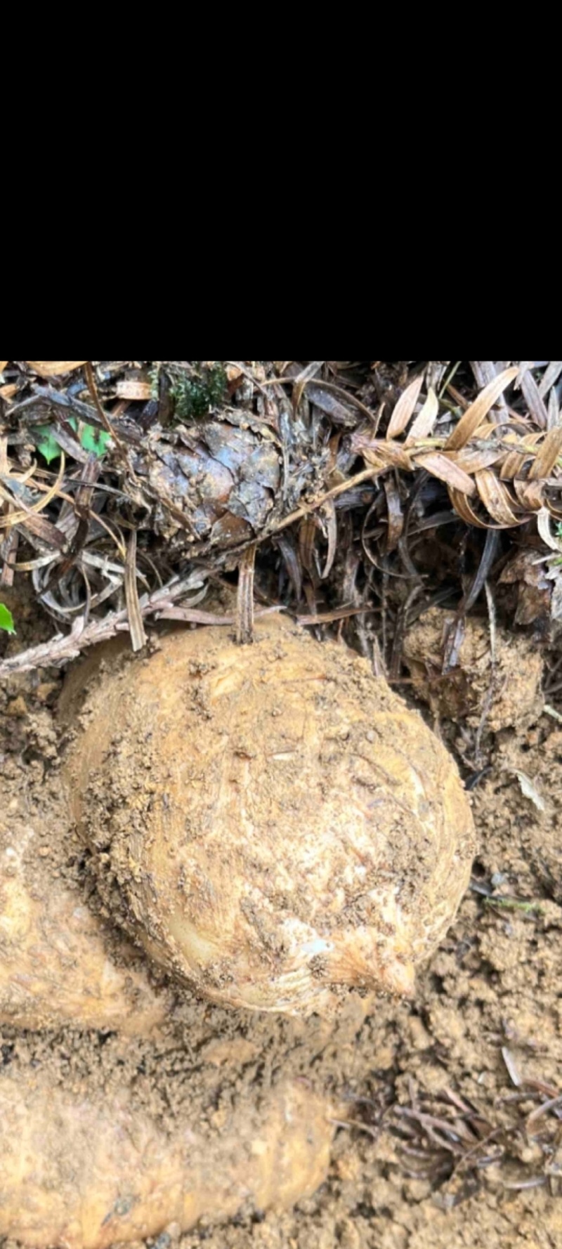 云南小草坝天麻