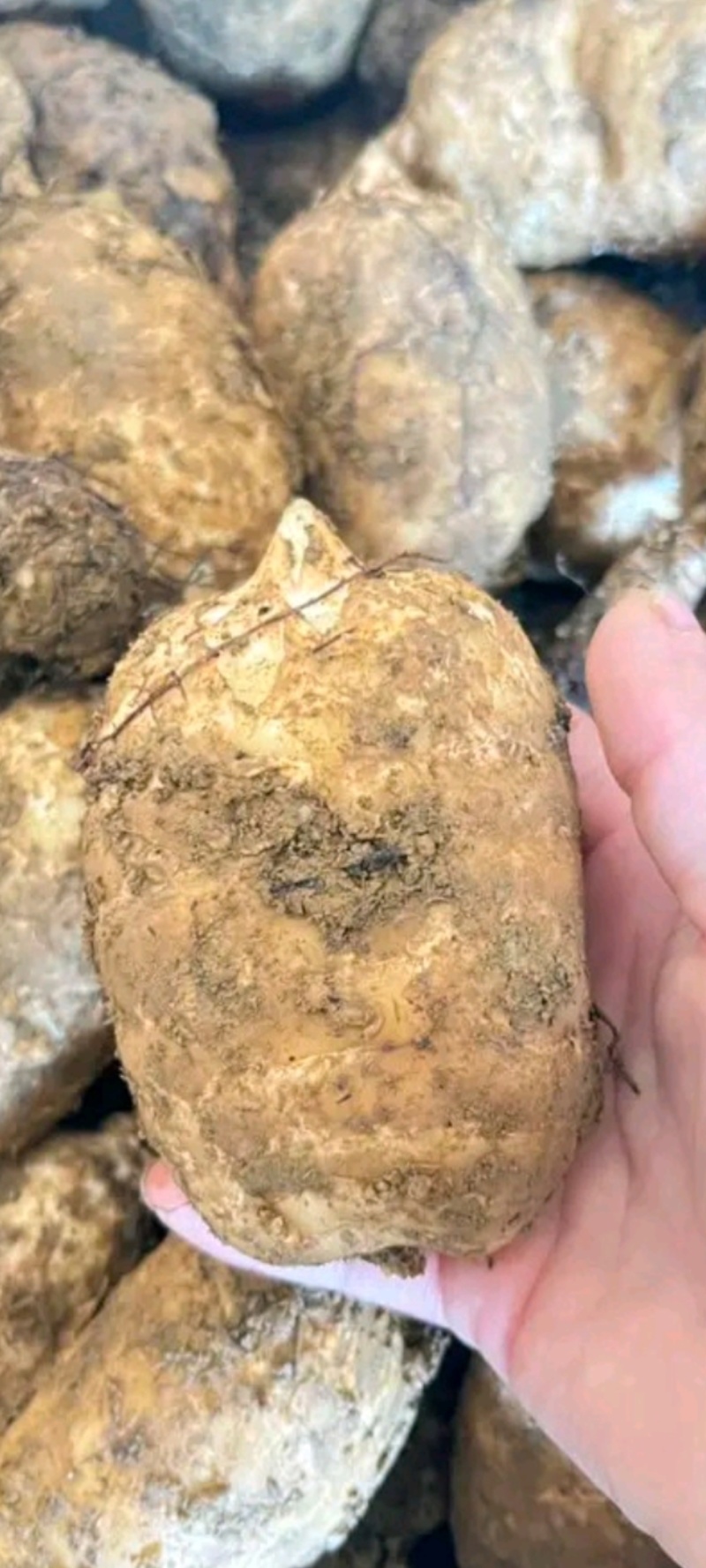云南小草坝天麻