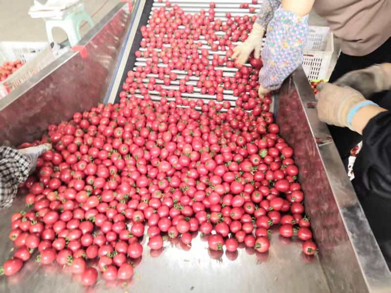 山西阳高圣女果串柿
