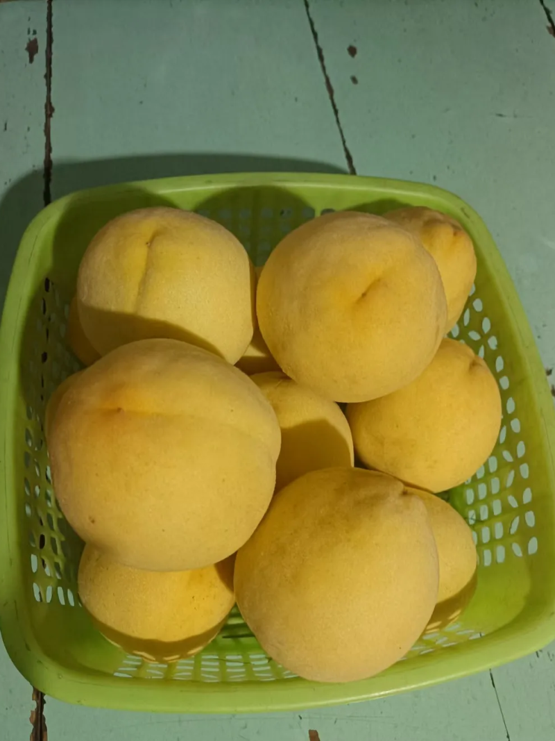 大量优质黄桃，批发零售价格优惠