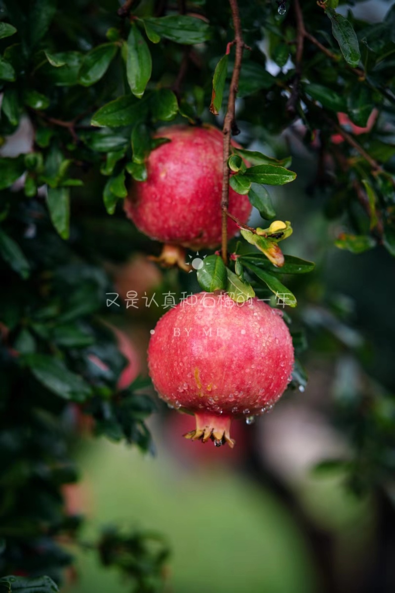 会理软籽石榴自家果园一件代发