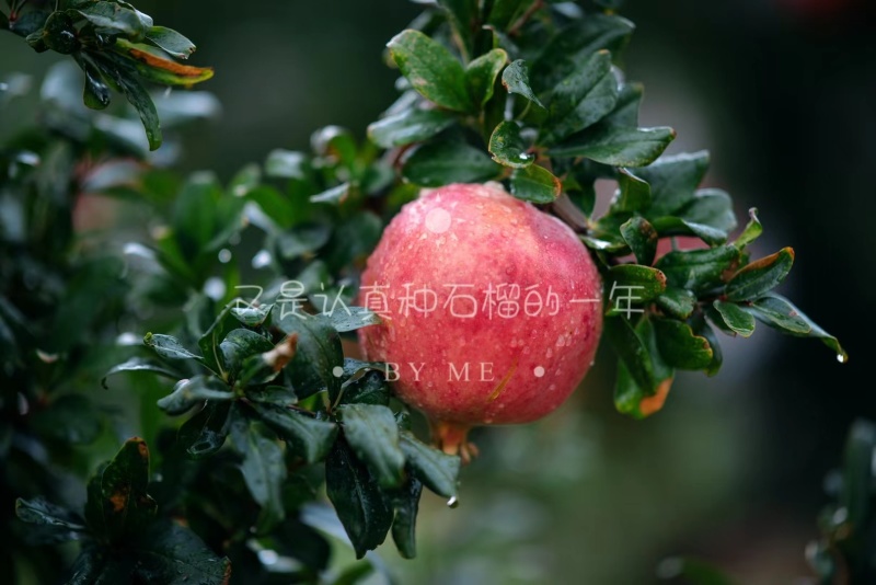 会理软籽石榴自家果园一件代发