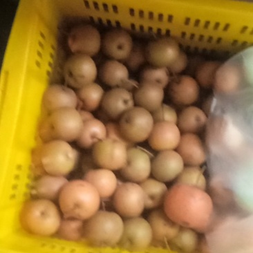 圆黄次梨