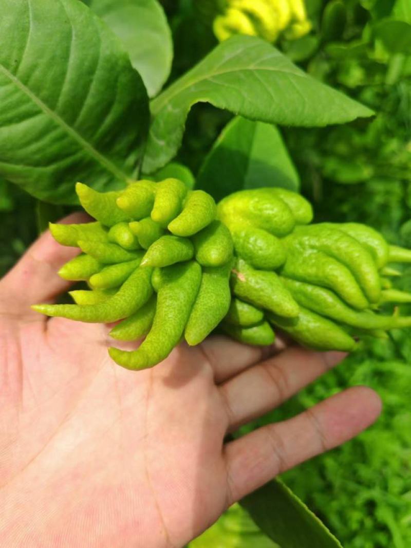 佛手柑