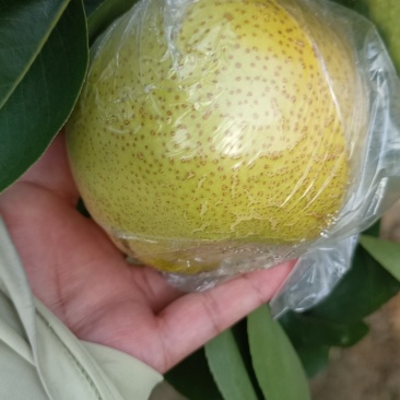皇冠梨，媚梨七号