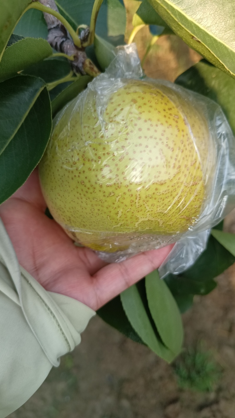 皇冠梨，媚梨七号