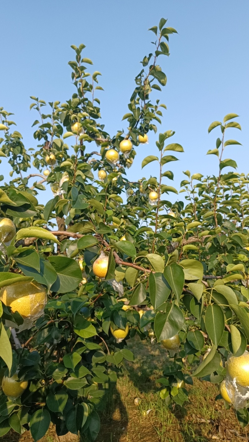 皇冠梨，媚梨七号