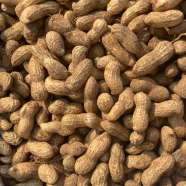 精品鲜花生🥜大量有货