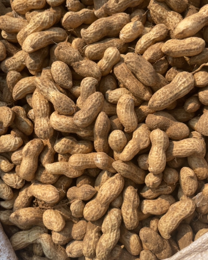 精品鲜花生🥜大量有货