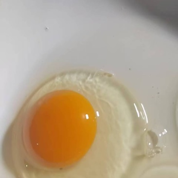 绿壳土鸡蛋