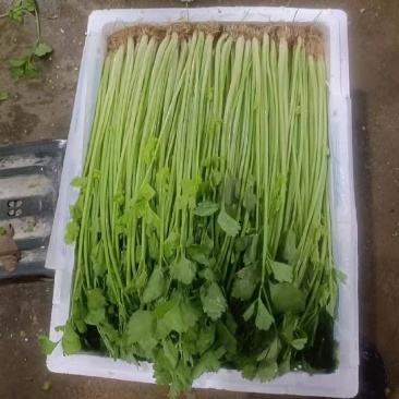 精品芹菜，全年供应