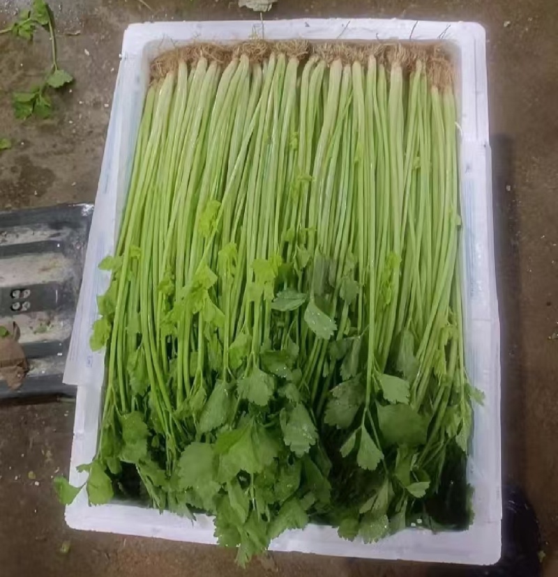 精品芹菜，全年供应