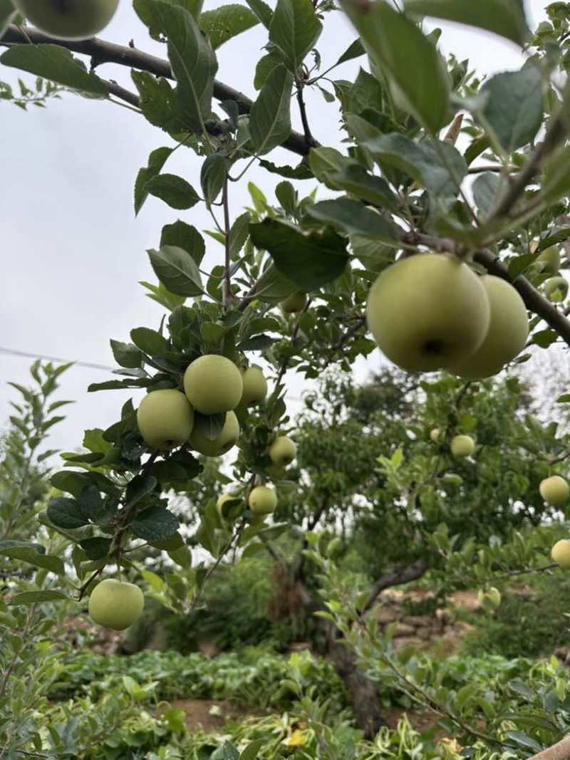乐淇小苹果。也叫火箭果