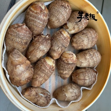 沂蒙山小奶芋头