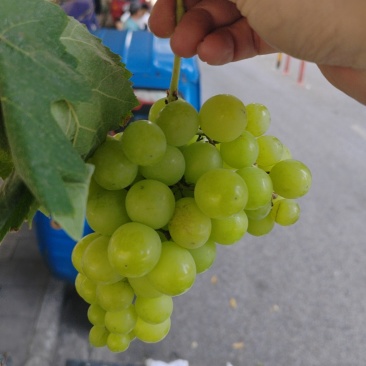 葡萄（阳光玫瑰）自己农场种的没有上药。