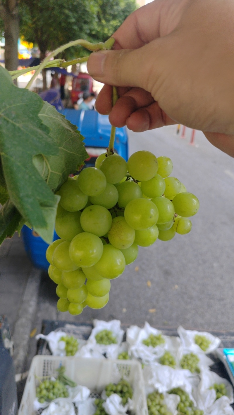 葡萄（阳光玫瑰）自己农场种的没有上药。