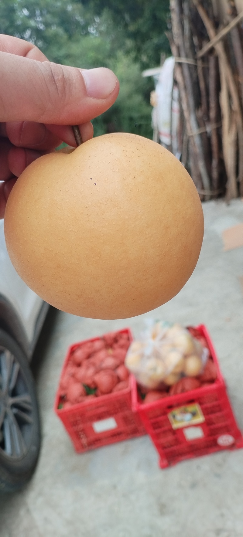丰水梨