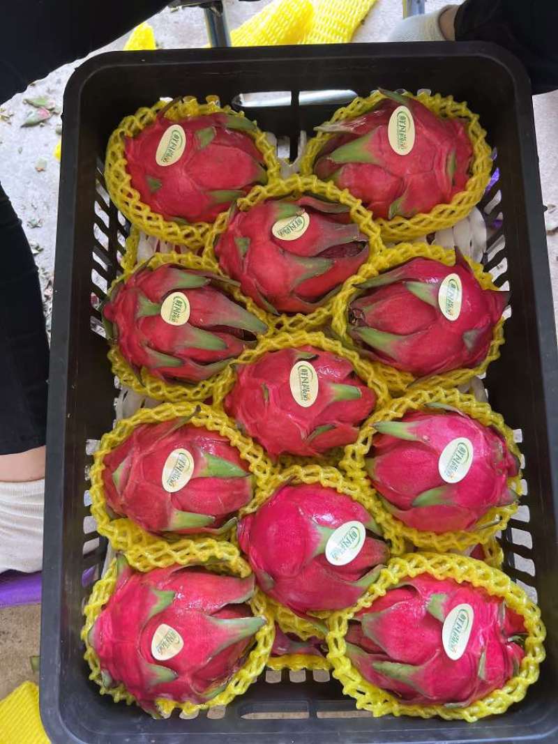 火龙果靓货，价低质优