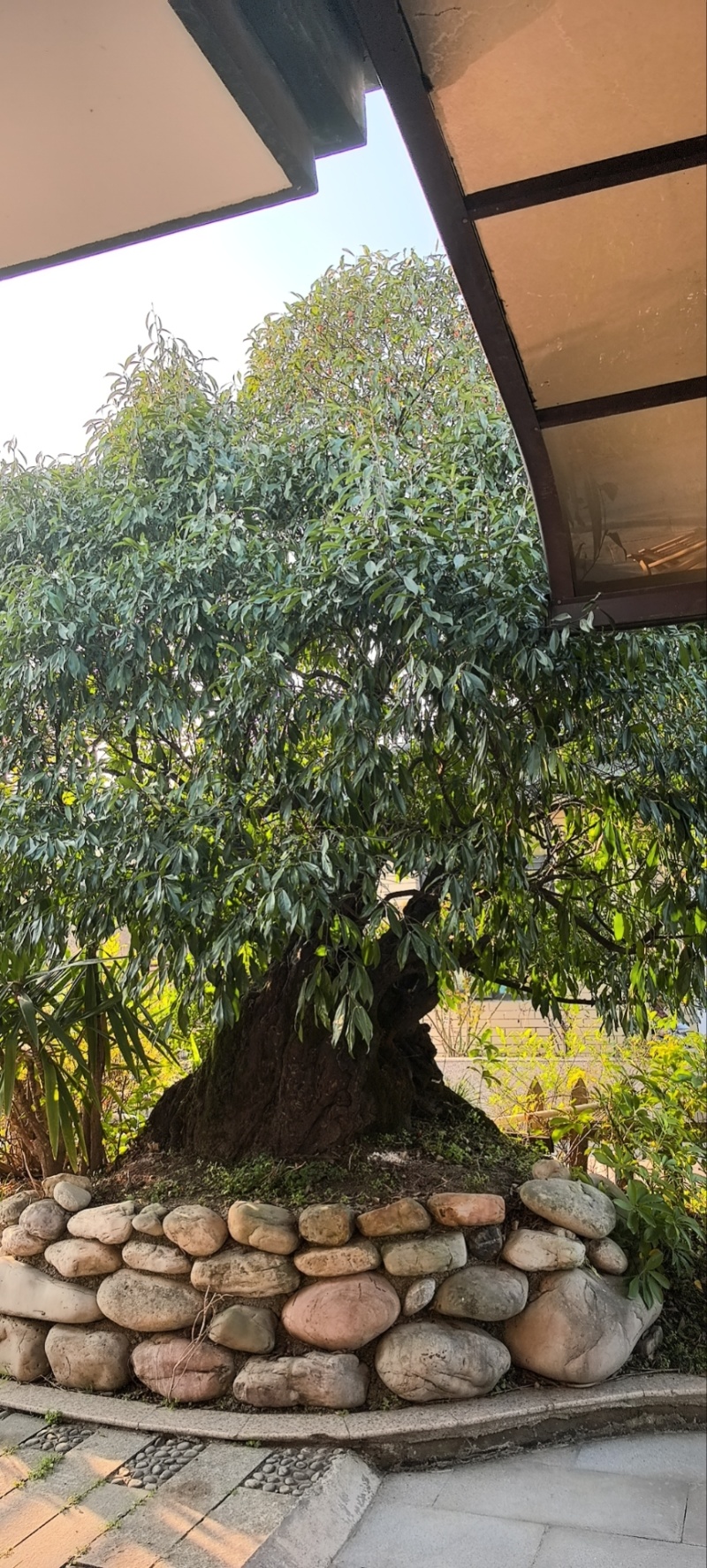 老桩金弹子