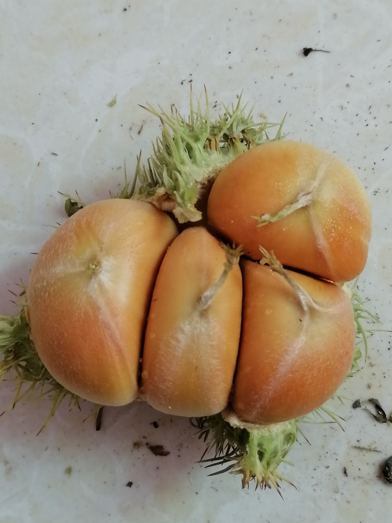 新鲜罗田板栗
