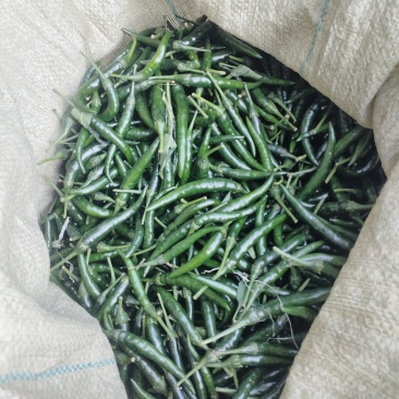青小米椒