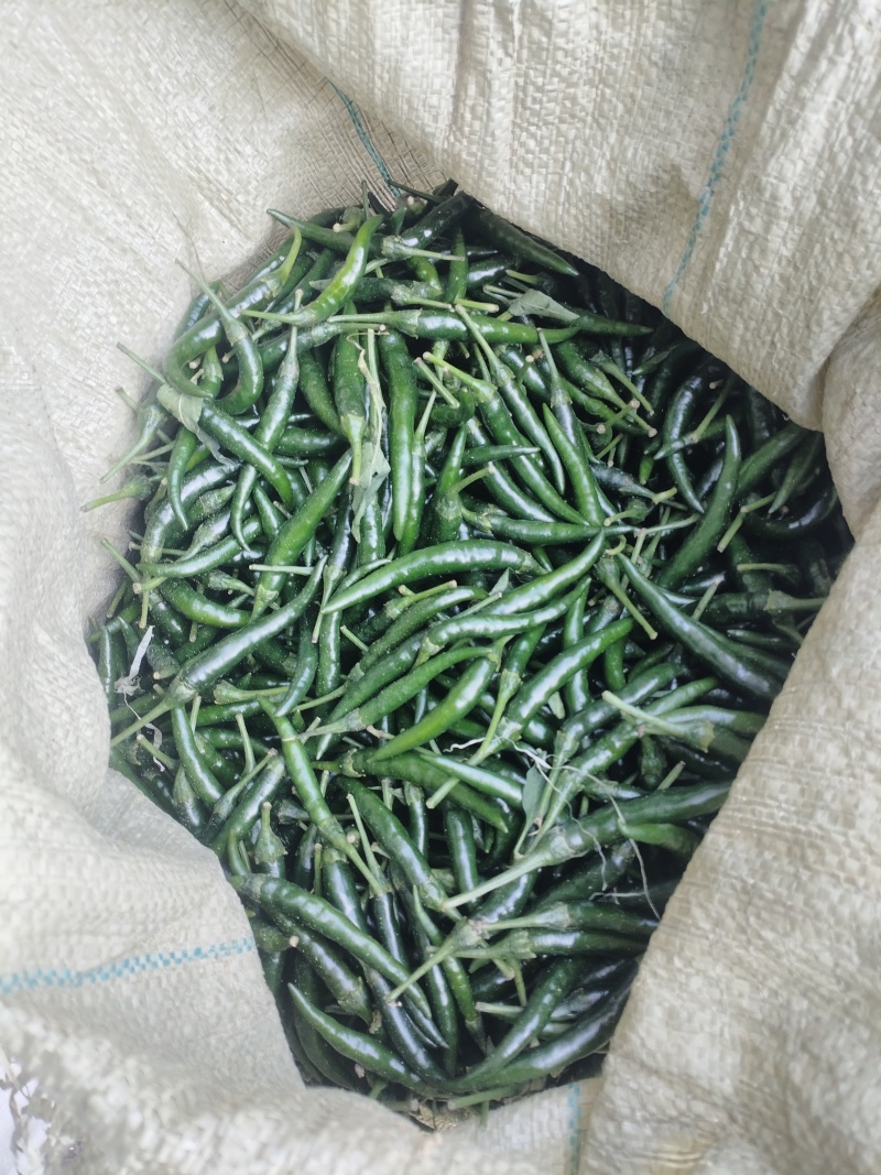 青小米椒