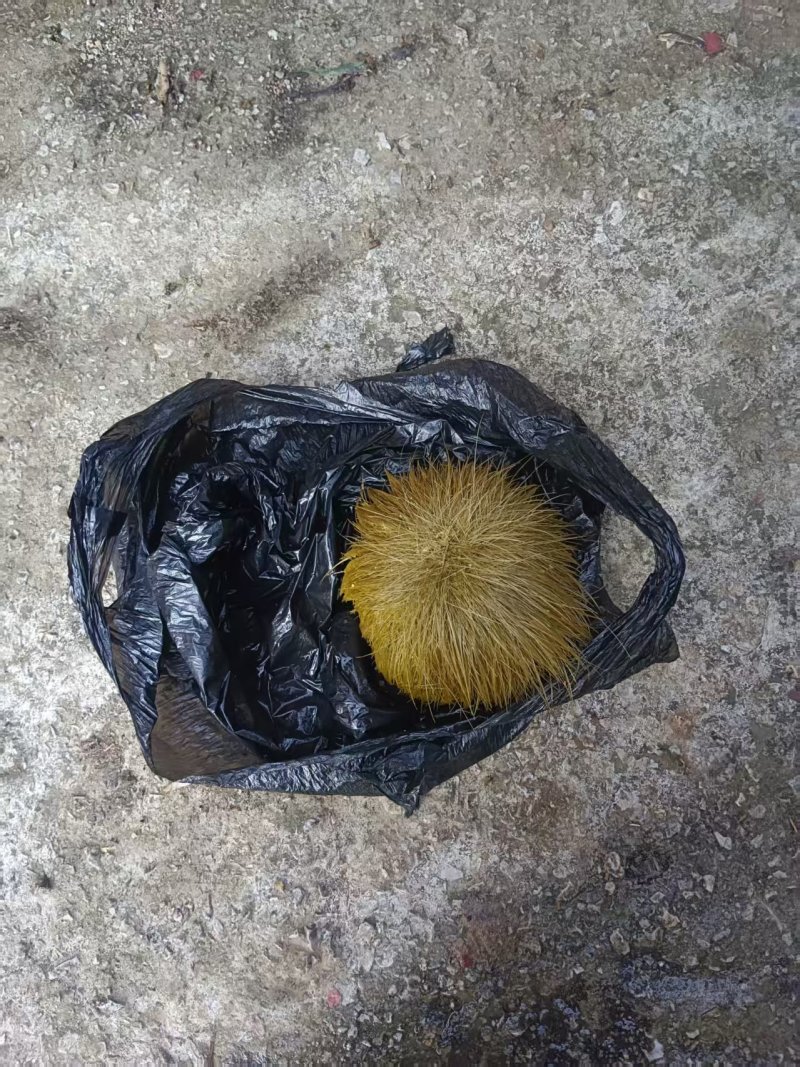 云南猪宝