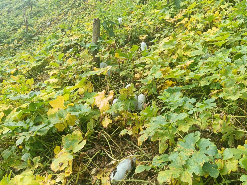 小香冬瓜