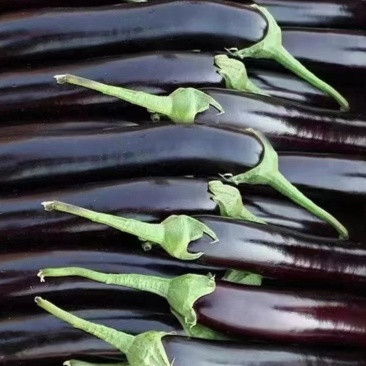 红茄子🍆