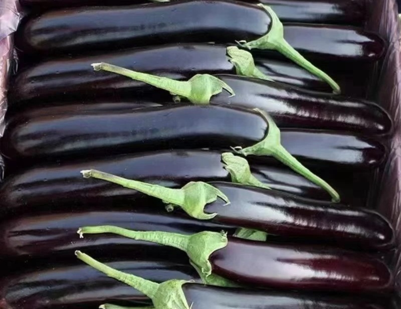 红茄子🍆