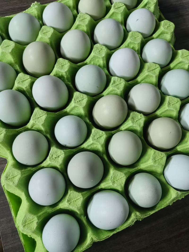 绿壳粉壳土鸡蛋
