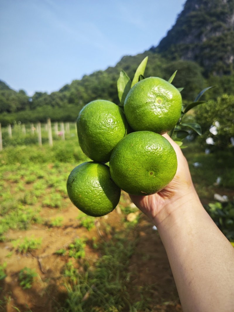 广西特早大芬