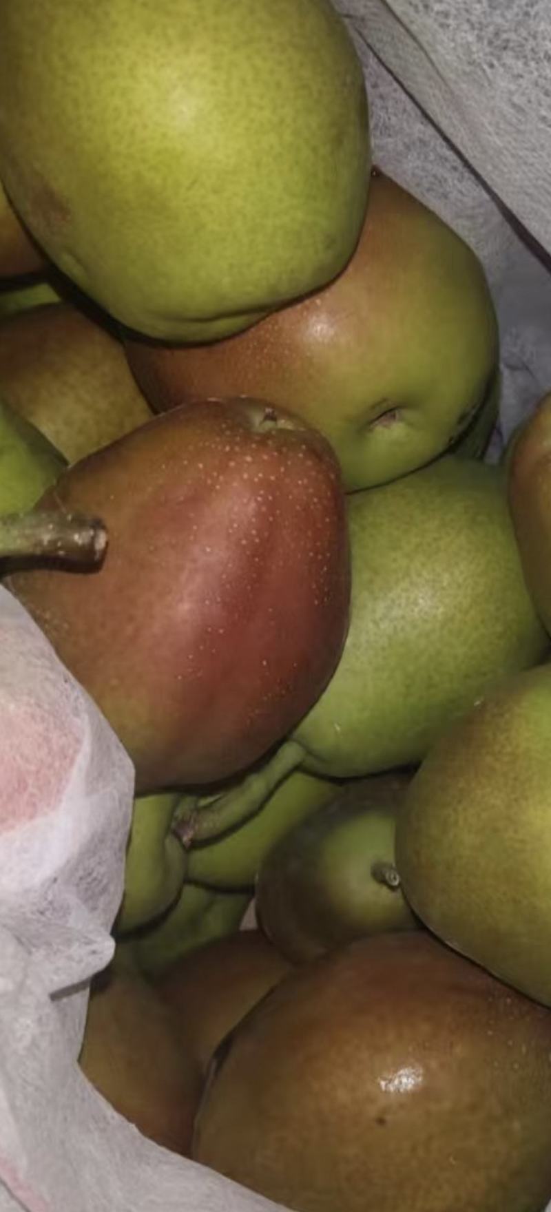 红香酥梨