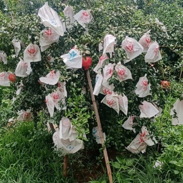 丽江永胜三川突尼斯软籽石榴，六月红