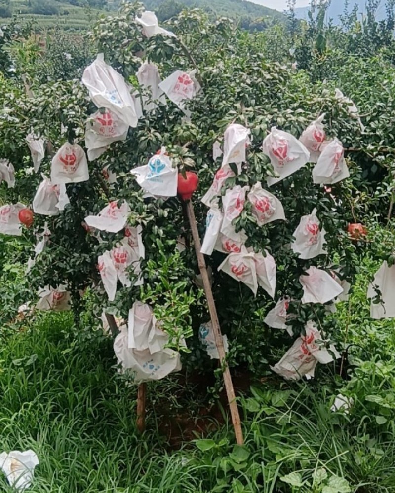 丽江永胜三川突尼斯软籽石榴，六月红