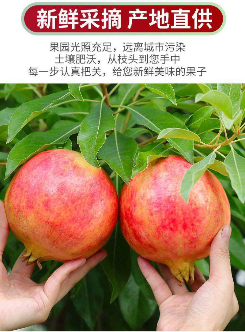 会理突尼斯软籽石榴