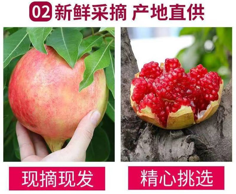 会理突尼斯软籽石榴