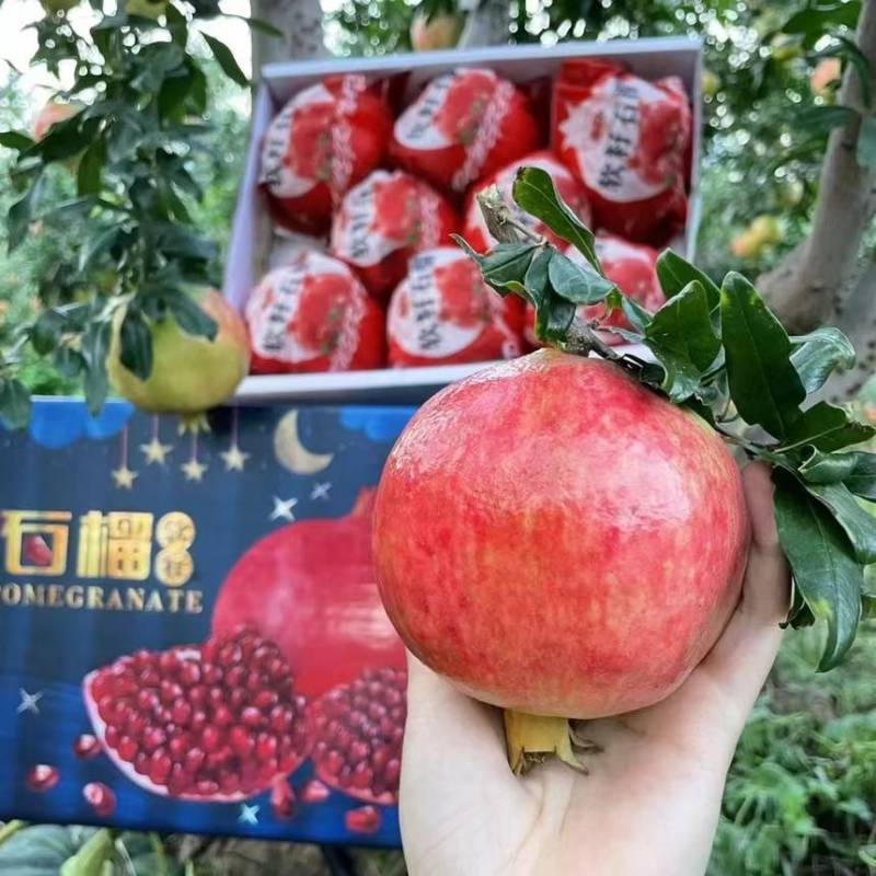 会理突尼斯软籽石榴