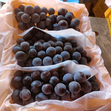 新疆蓝莓葡萄