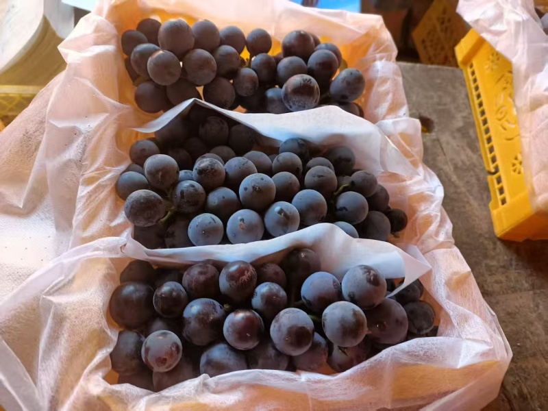 新疆蓝莓葡萄