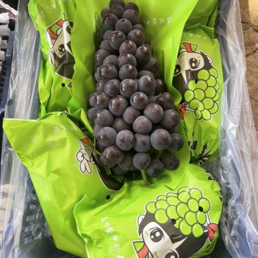 巨峰葡萄，阳光玫瑰